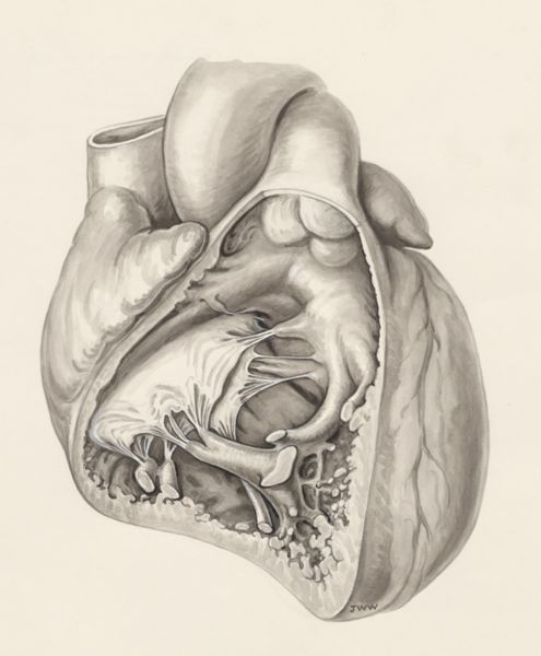J Wetselaar-Whittaker, Heart