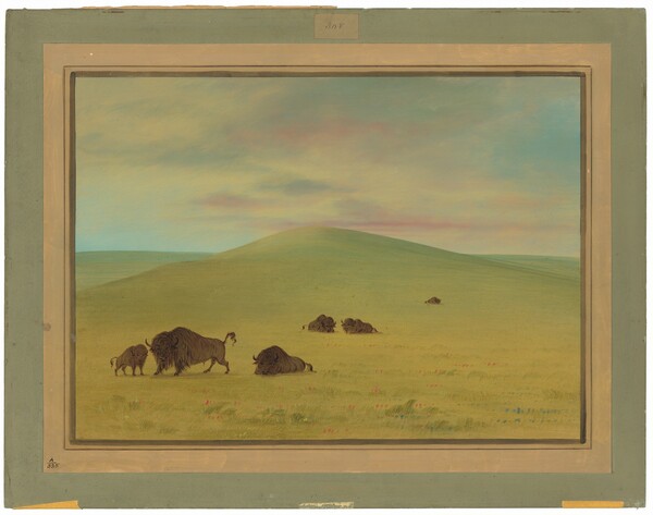 George Catlin, American Pasturage - Prairies of the Platte