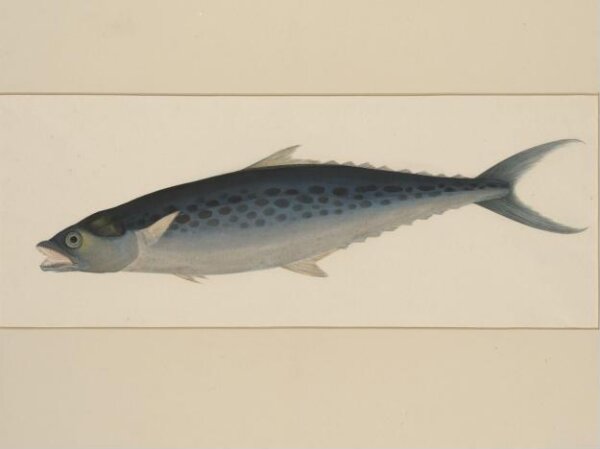 Unknown, One of four natural-history drawings.