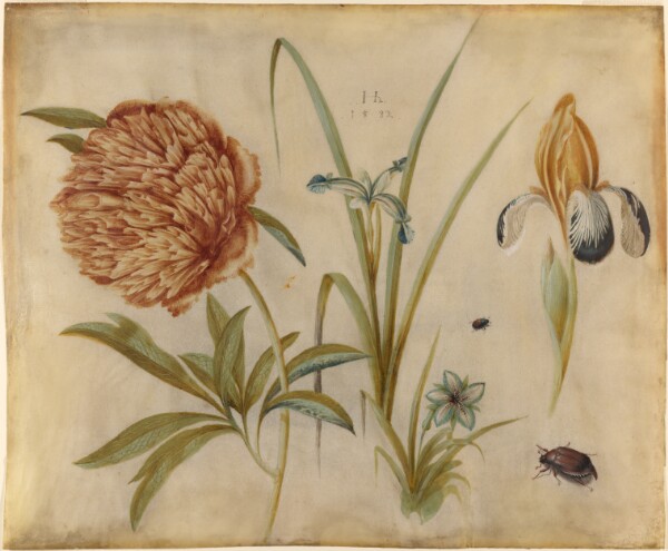 Hans Hoffmann, Flowers and Beetles