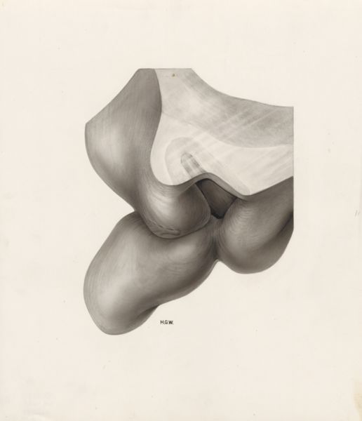 H.G Wetselaar, Embryonic tissue