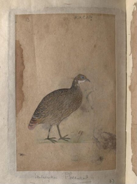 Unknown, Depictions of Chukor partridge and Impeyan pheasant of Northern India
