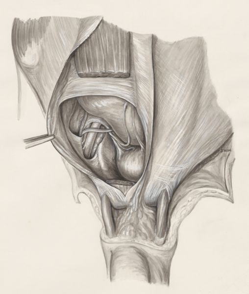 J Wetselaar-Whittaker, Male urogenital system