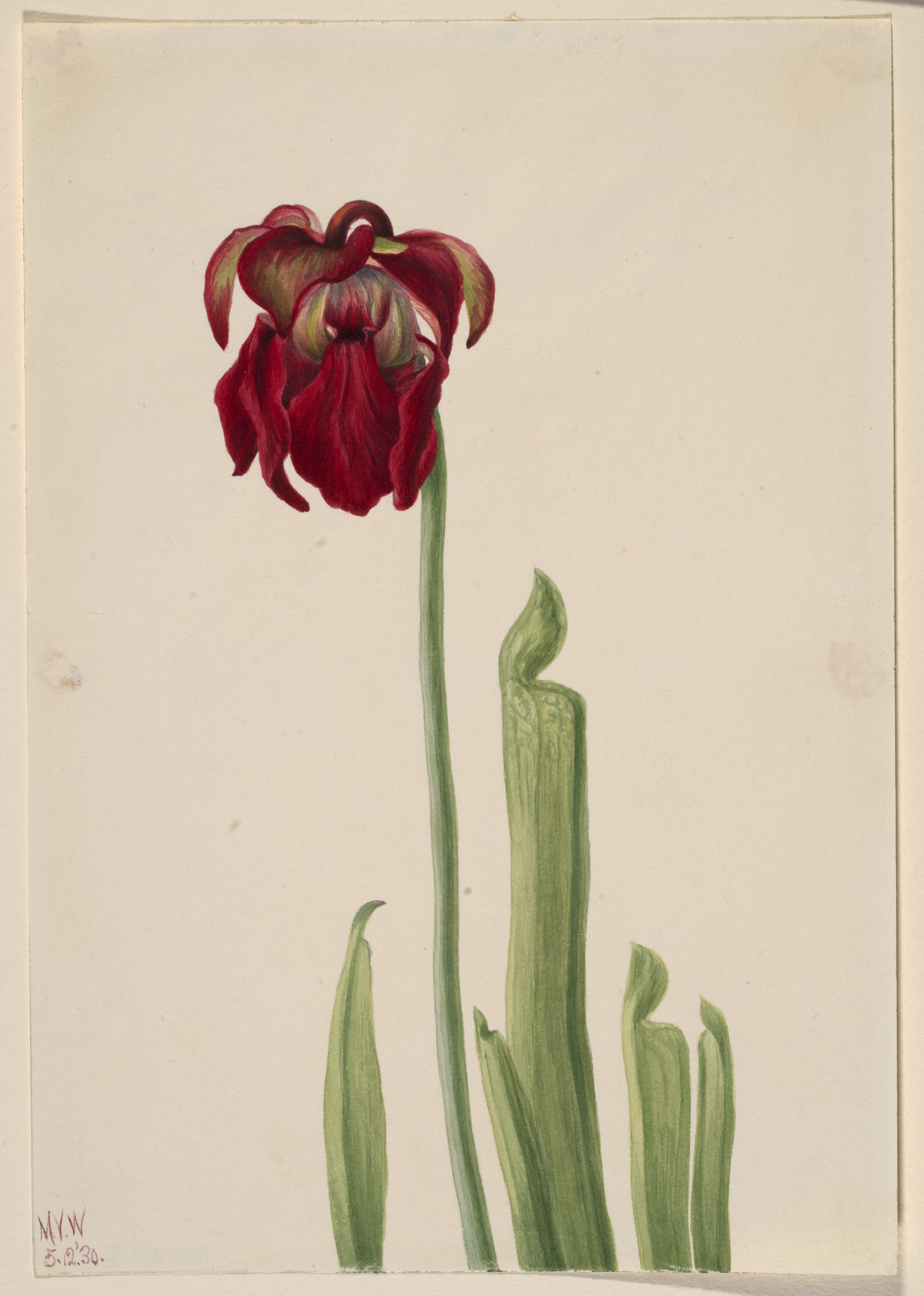 Mary Vaux Walcott, Red Pitcherplant (Sarracenia jonesii)