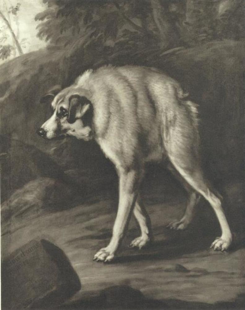 David Klöcker Ehrenstrahl, Deformed dog