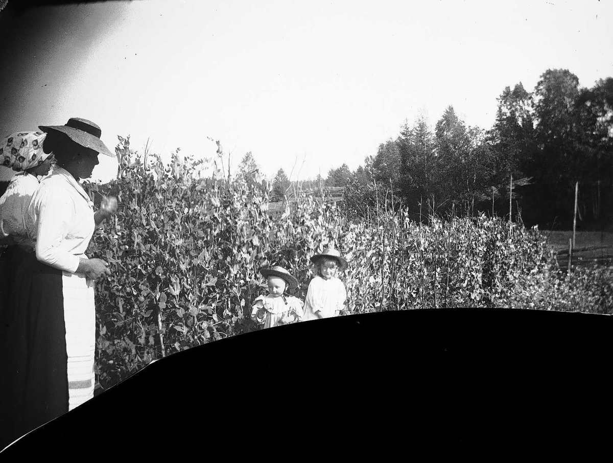 Axel Quinsgaard Wiborg, Familiemedlemmer i ertehagen på Gamle Digerud, Frogn. Akershus, 1898.