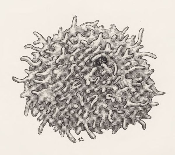 J Tinkelenberg, Human tissue