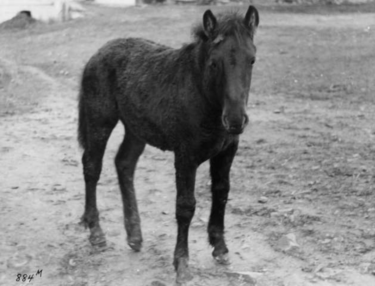 Anders Beer Wilse, -7935
