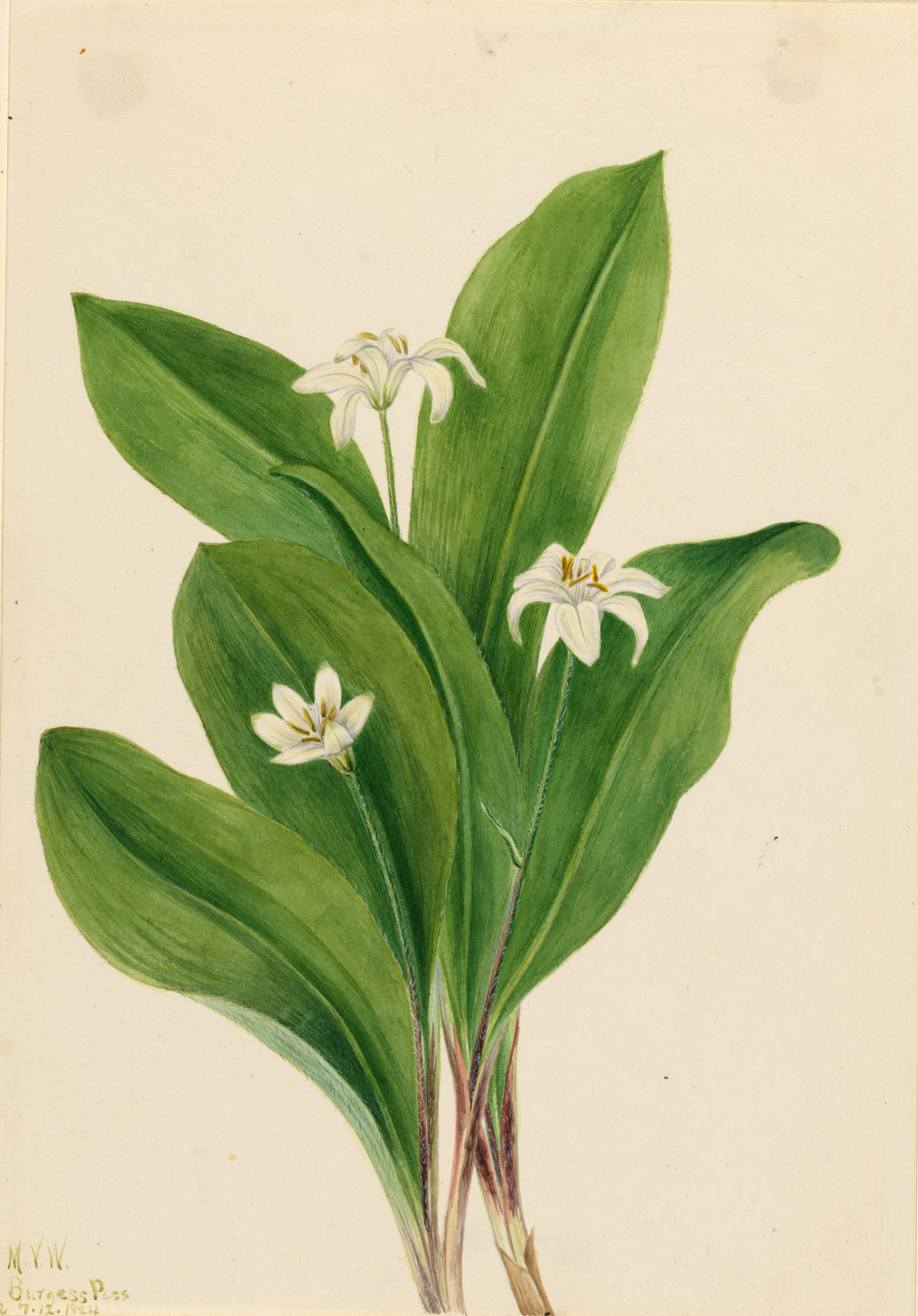 Mary Vaux Walcott, Queencup (Clintonia uniflora)