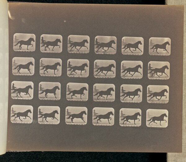 Eadweard J. Muybridge, Racking (Pacing)
