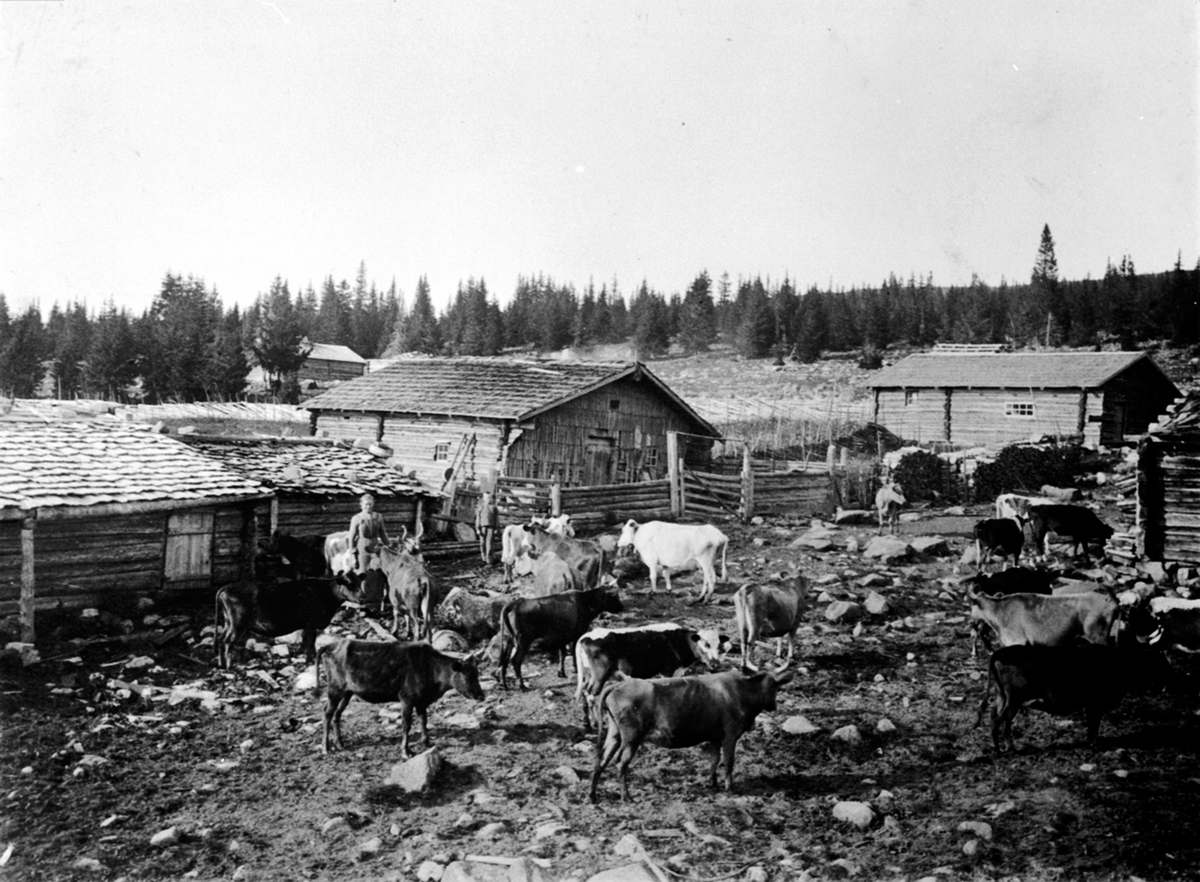 Anno Domkirkeodden, Geitbusetra i Ringsakerfjellet. Setring. Budeie Julie Dahl. Flokk med kuer på setervangen. Størhus og fjøs.