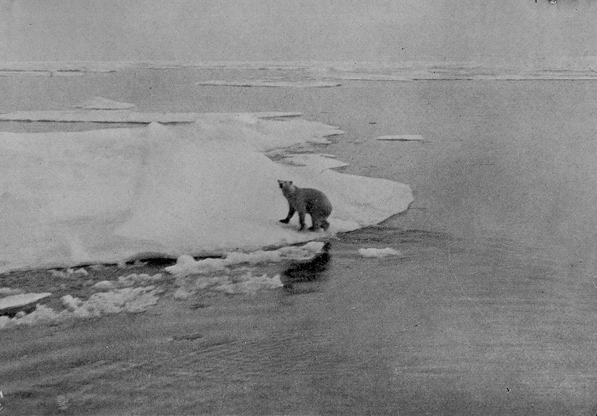 Anders Beer Wilse, Prot: Isbjørne