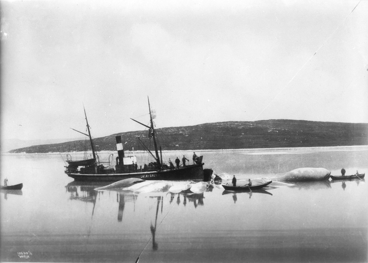 Anders Beer Wilse, Prot: Green Harbor - Hvalbaat 19/8 1909