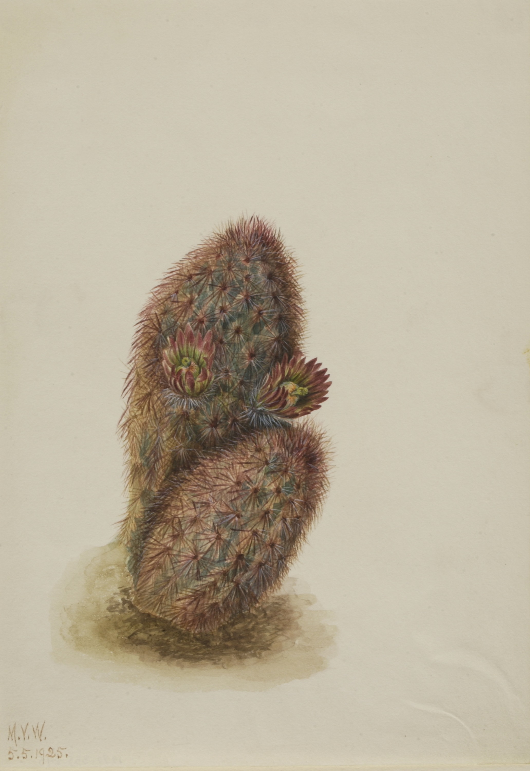 Mary Vaux Walcott, Green Strawberry Cactus (Echinocereus viridiflorus)