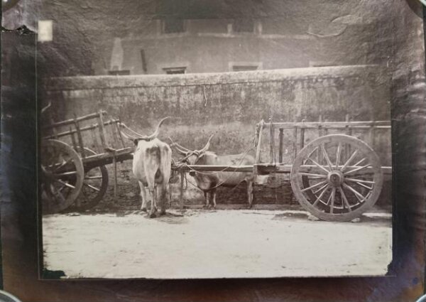 Unknown, Rural scene of two draught oxen standing tied to two pulling carts, Italy