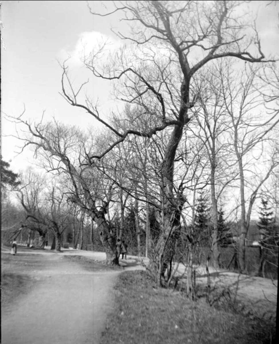 August Fredrik Schagerström, "Upsala. Gamla pilar vid Eklundshofsvägen", Polacksbacken, Kronåsen, Uppsala april 1924