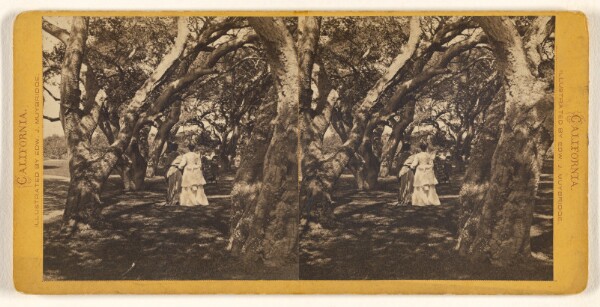 Eadweard J. Muybridge, [Two women walking with backs to camera through a series of shade trees, two little girls in front of them]