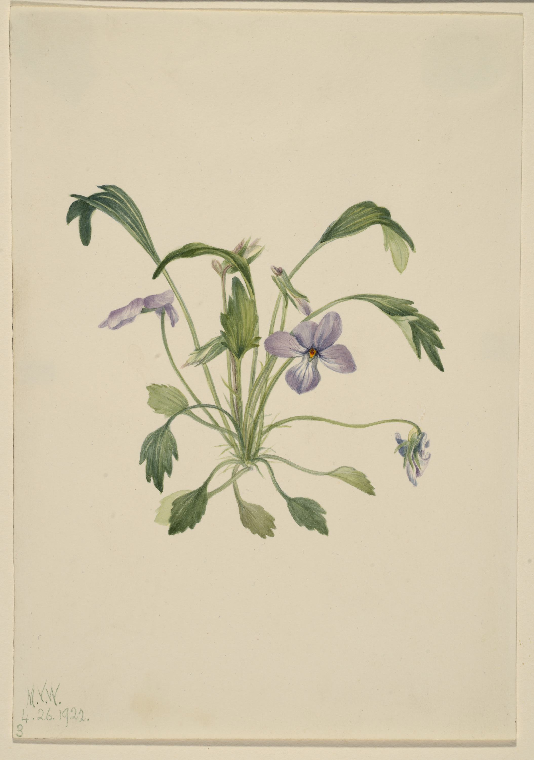 Mary Vaux Walcott, Southern Bird's Foot Violet (Viola digitata)