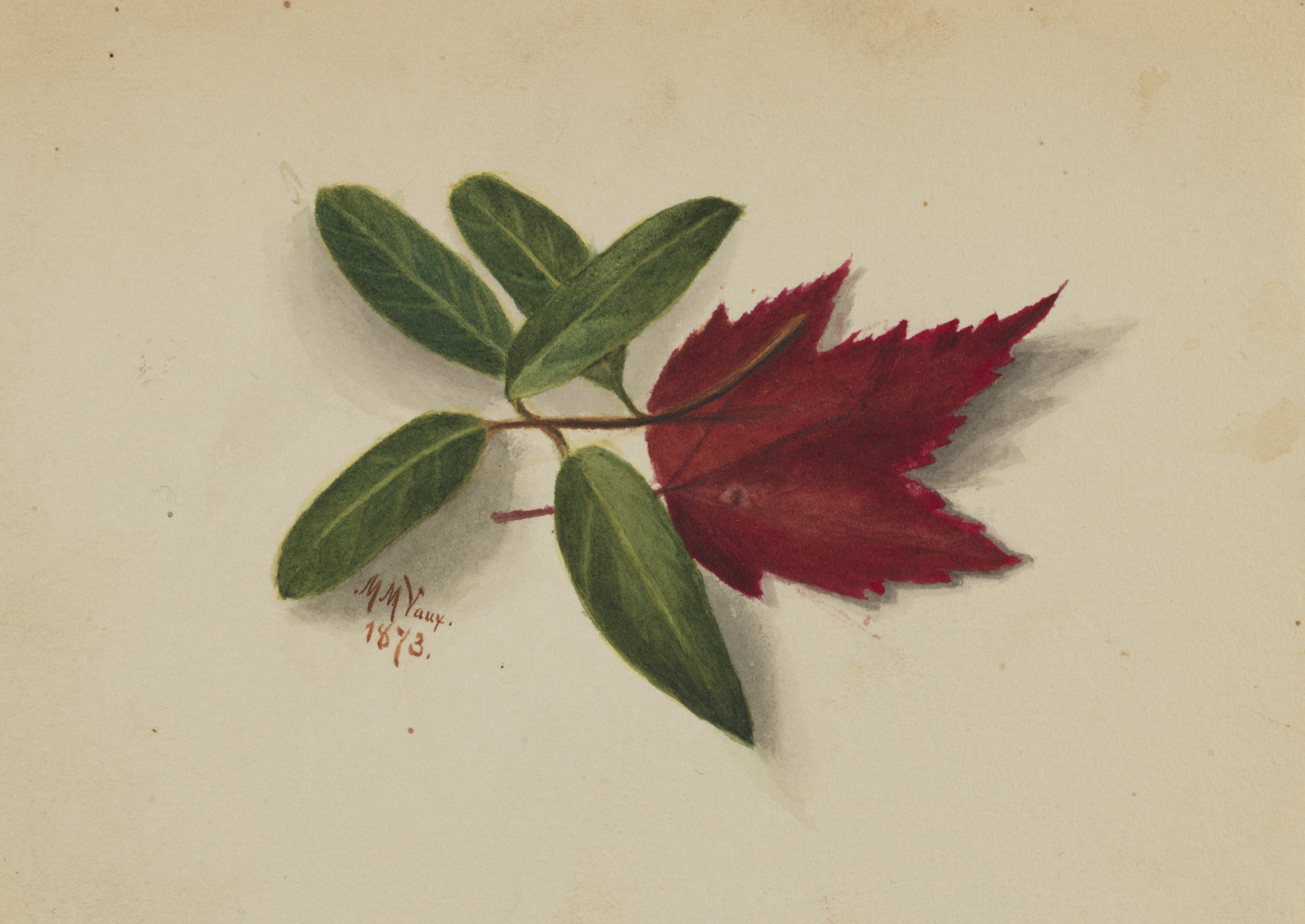 Mary Vaux Walcott, Untitled