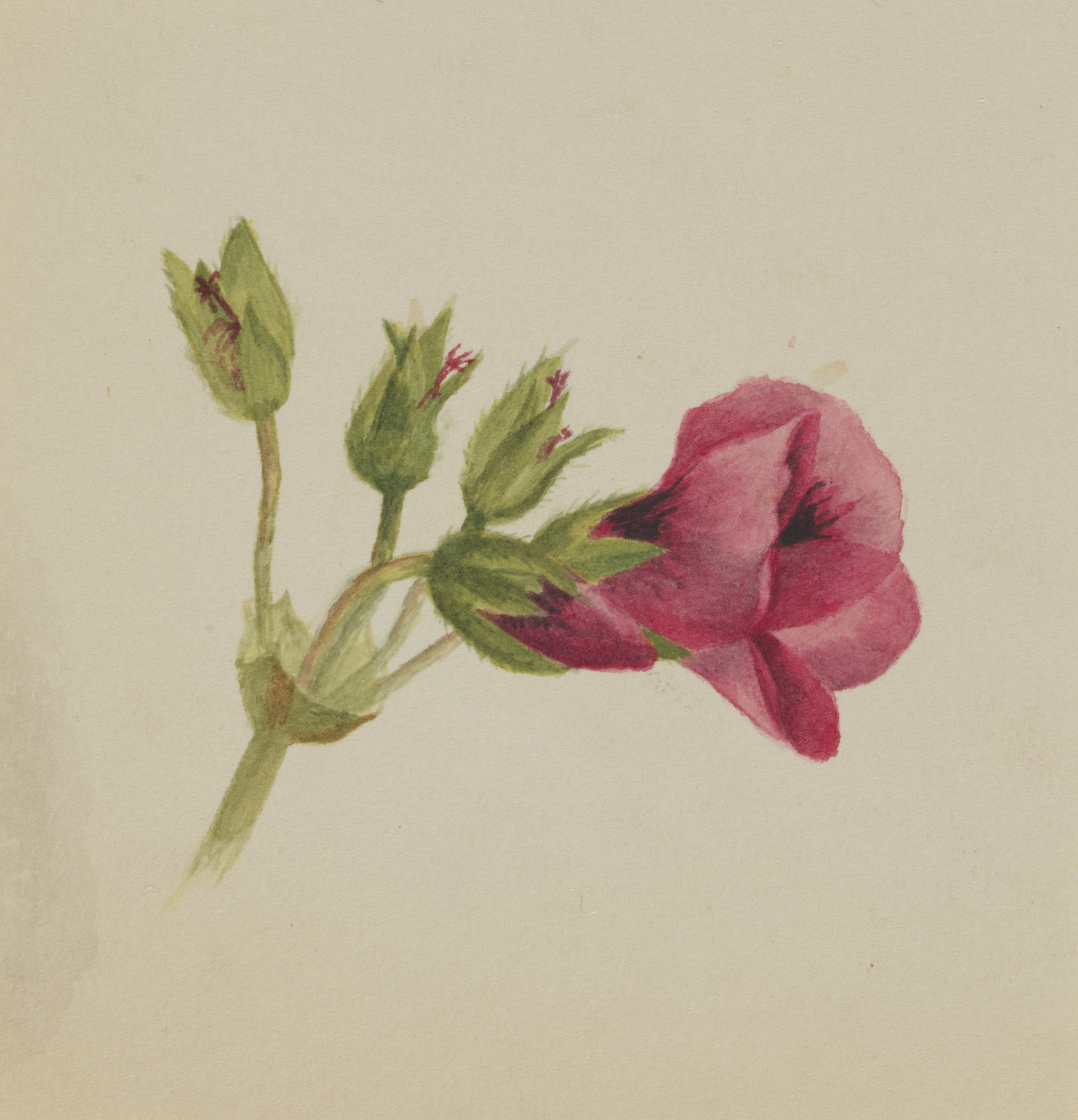 Mary Vaux Walcott, (Untitled--Flower Study)