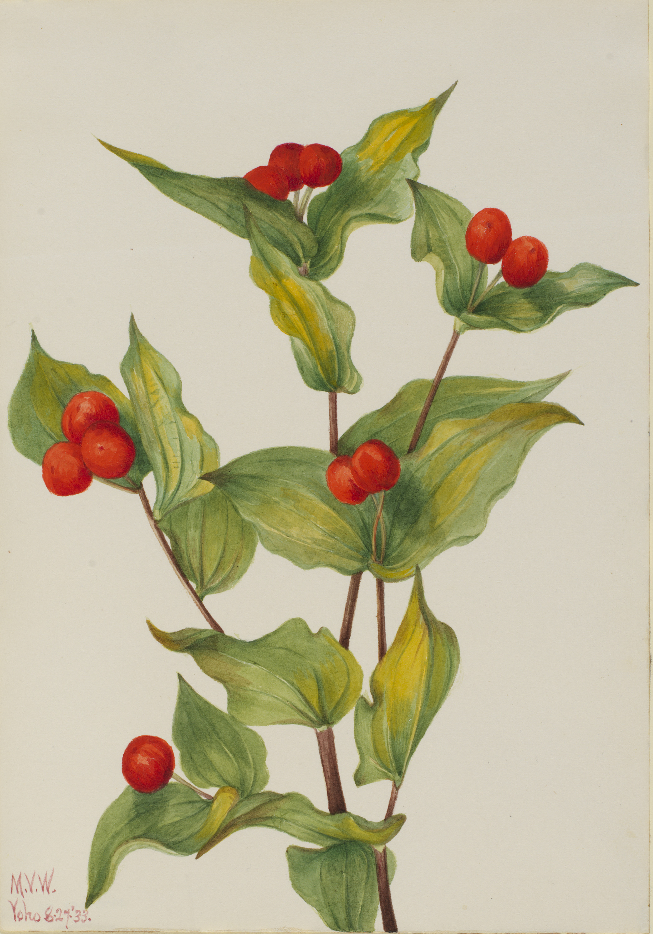 Mary Vaux Walcott, Fairy-bells (Disporum hookeri)