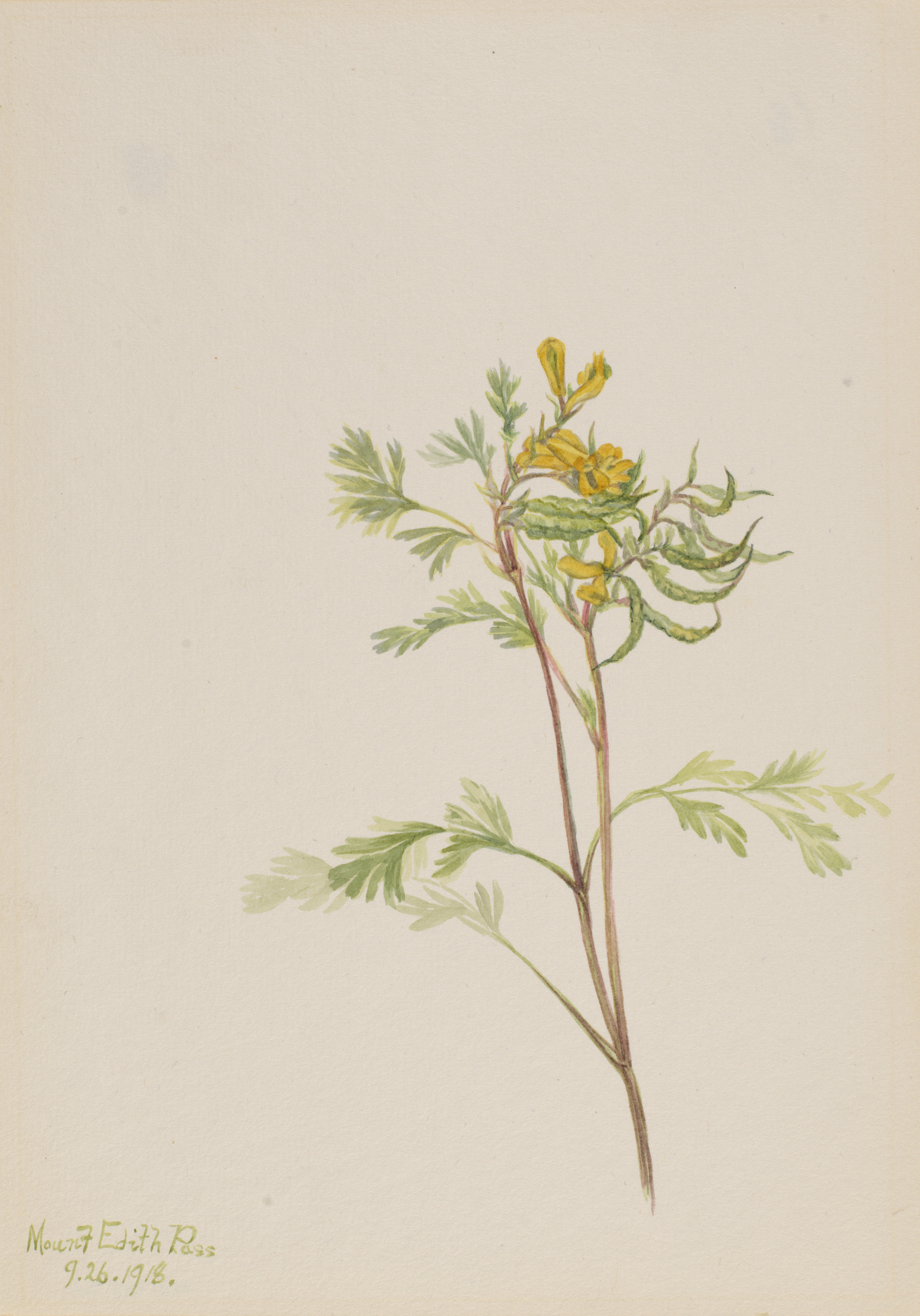 Mary Vaux Walcott, Capnoides aureum