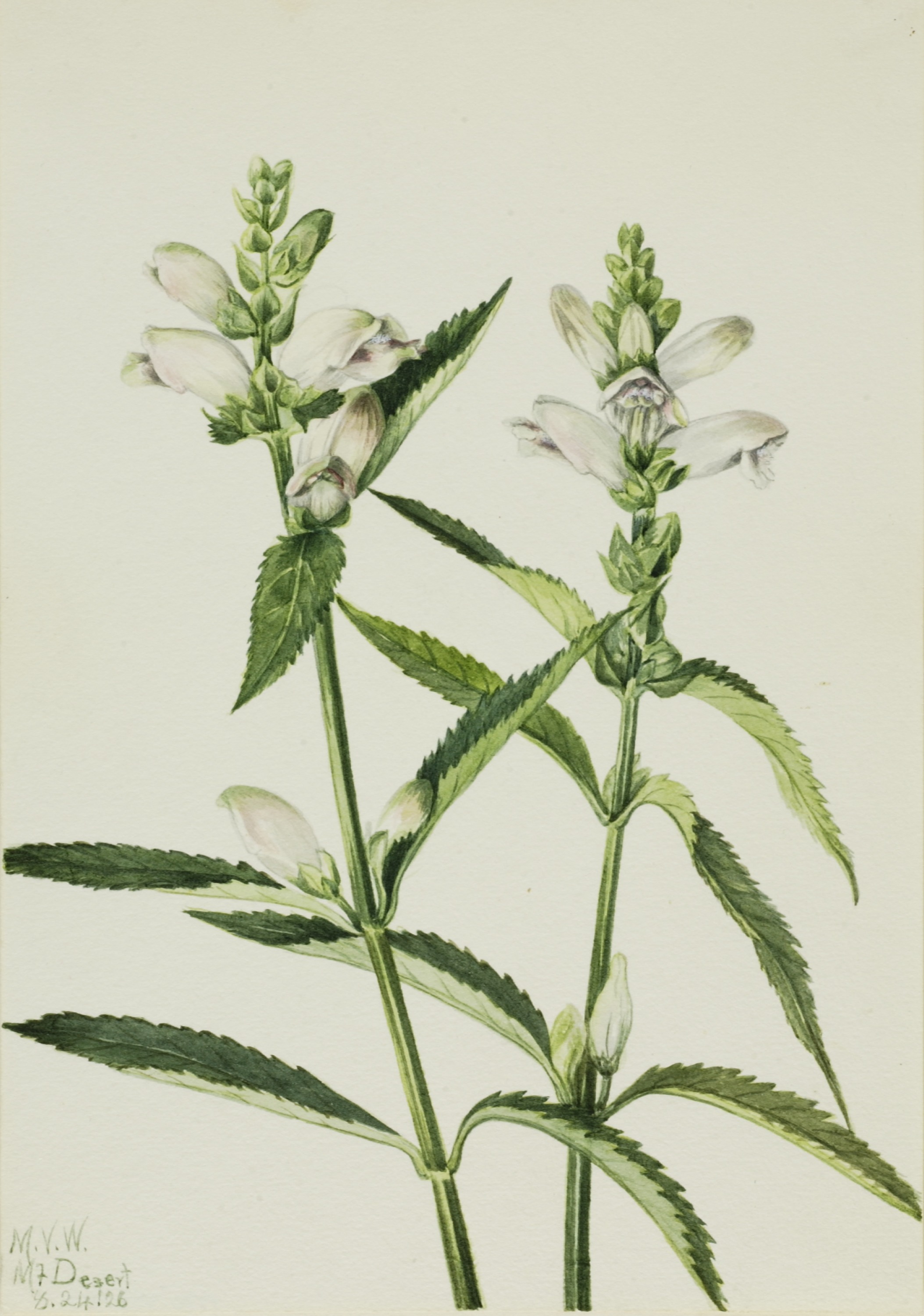 Mary Vaux Walcott, Turtlehead (Chelone glabra)