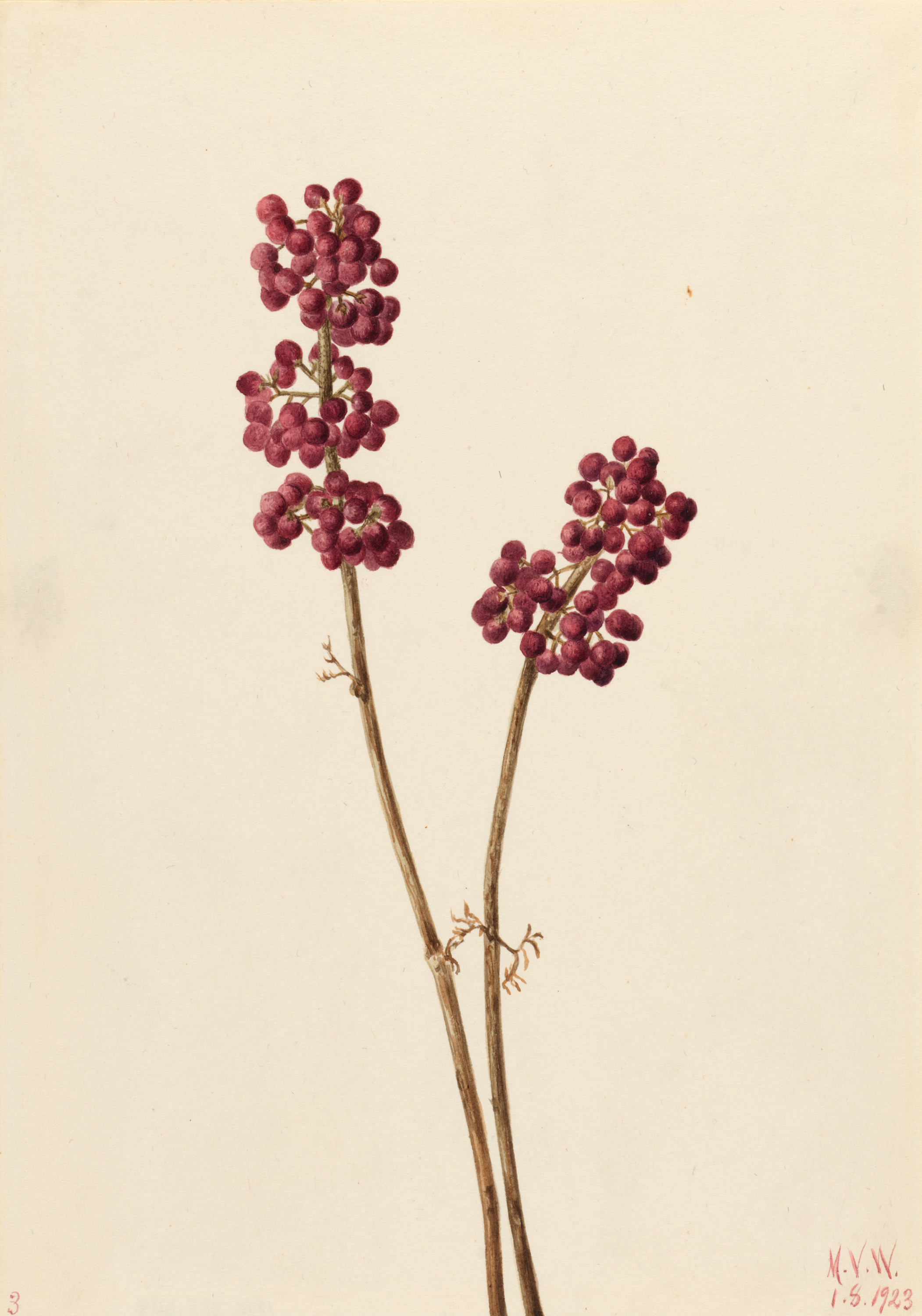 Mary Vaux Walcott, Beauty Berry (Callicarpa americana)