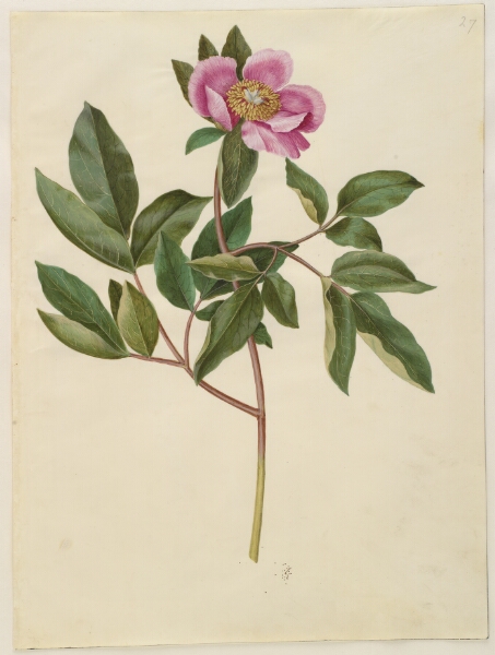 Hans Simon Holtzbecker, Paeonia mascula (storbladet pæon)