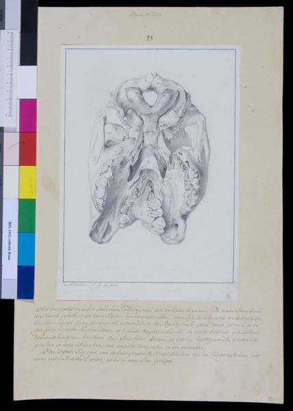 M Houtman, Animals: skull of calf with two heads