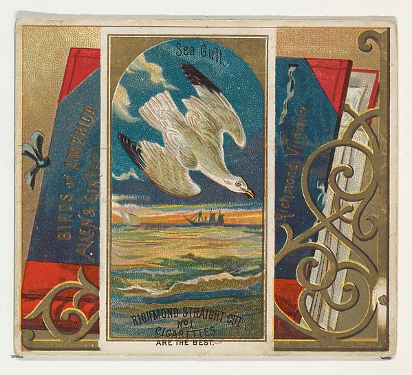 Allen & Ginter, Seagull, from the Birds of America series (N37) for Allen & Ginter Cigarettes