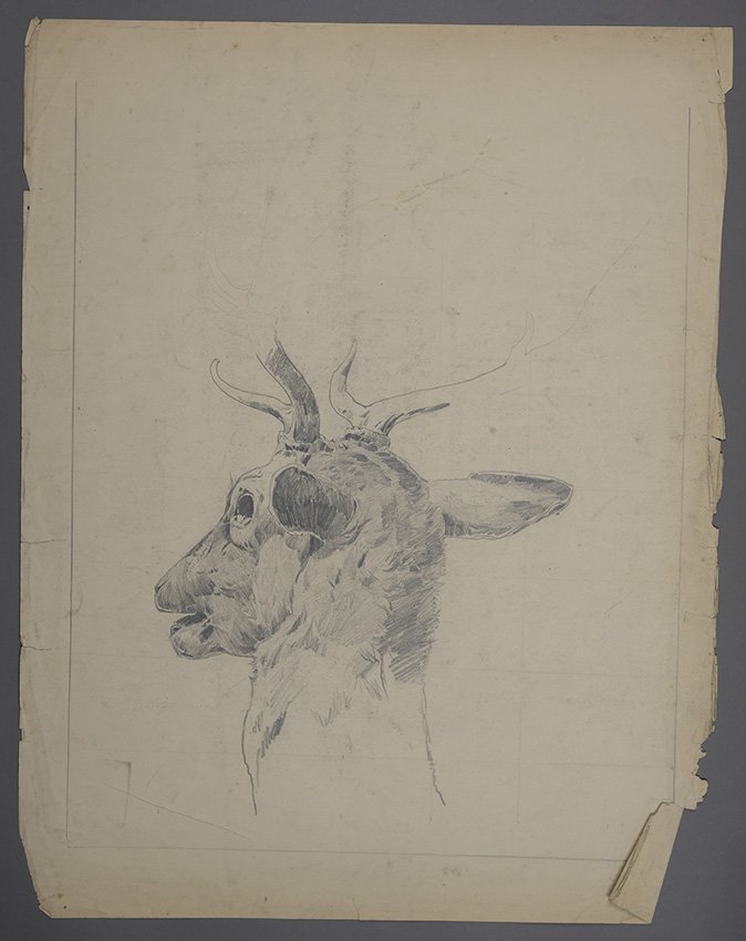 Karl Hagemeister, Kopf eines Rehbocks von hinten, um 1880