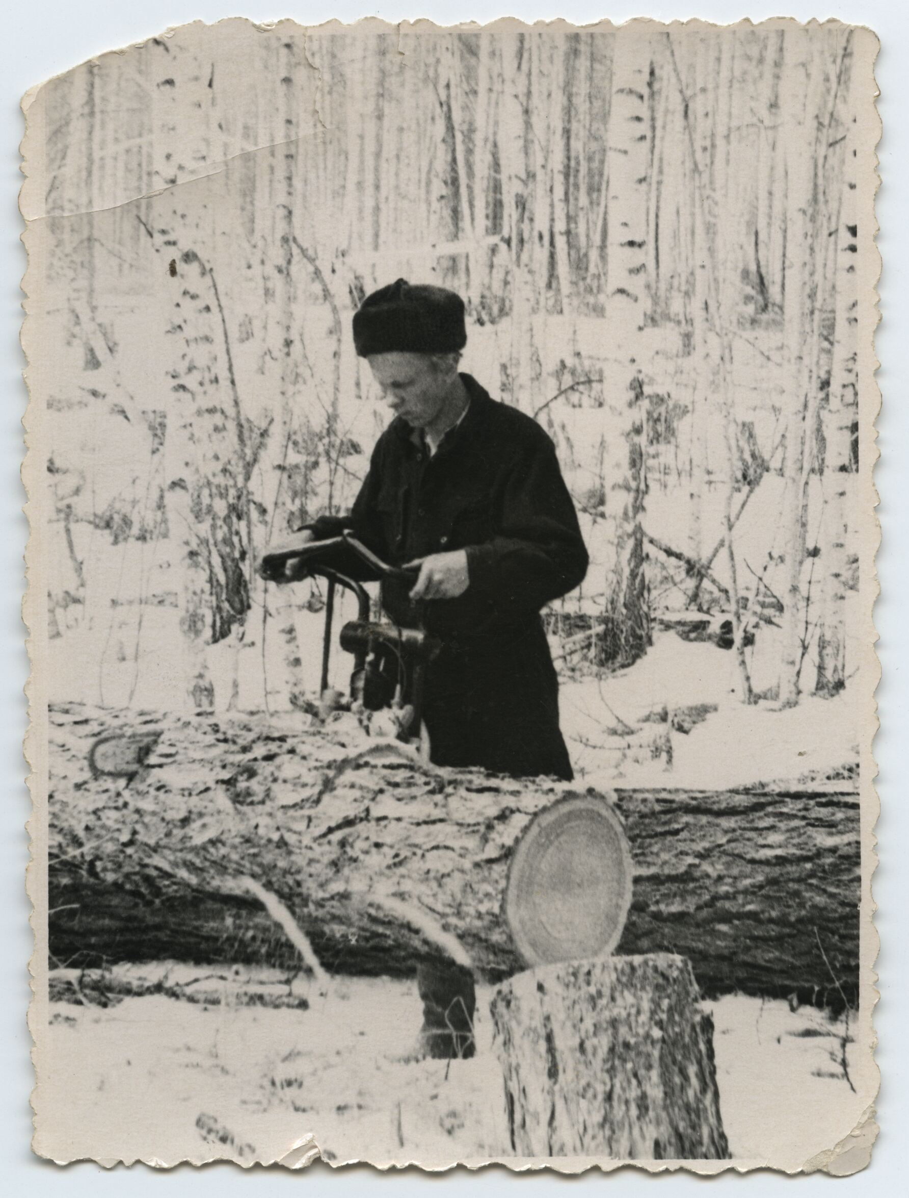 Nežinomas autorius, Vladas Briedis pjauna medžius taigoje