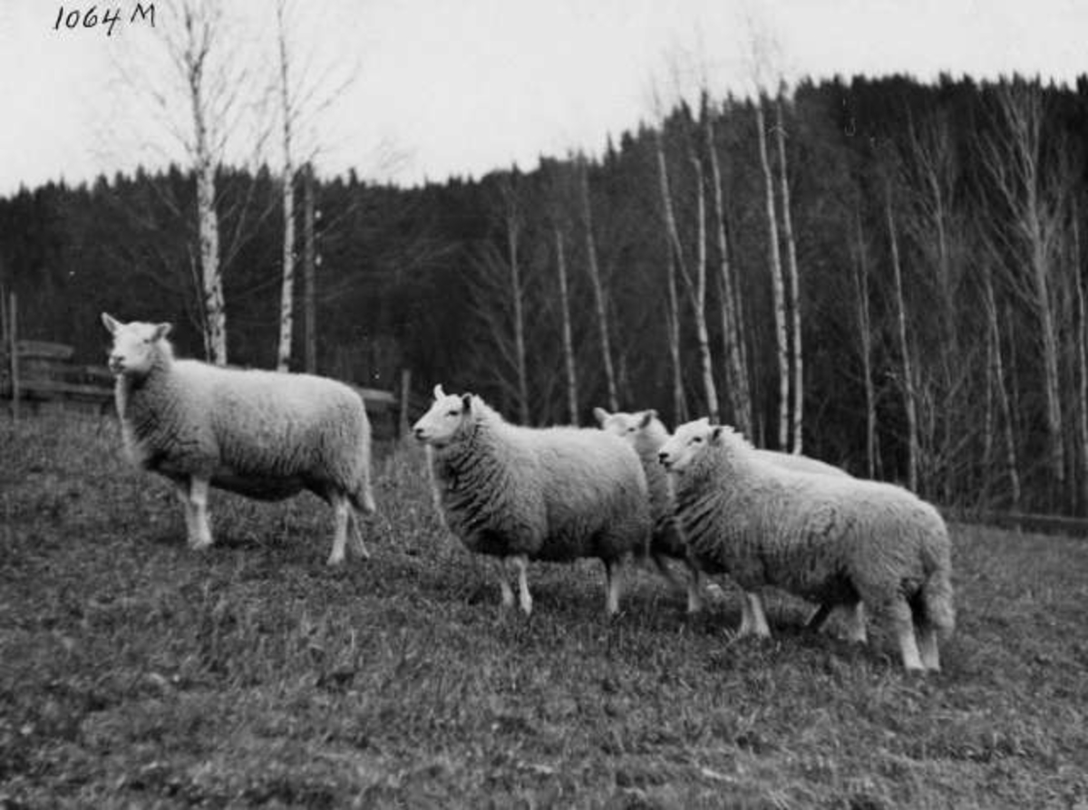 Anders Beer Wilse, -6922