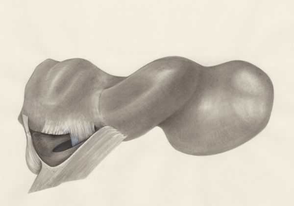 H.G Wetselaar, Muscular tissue