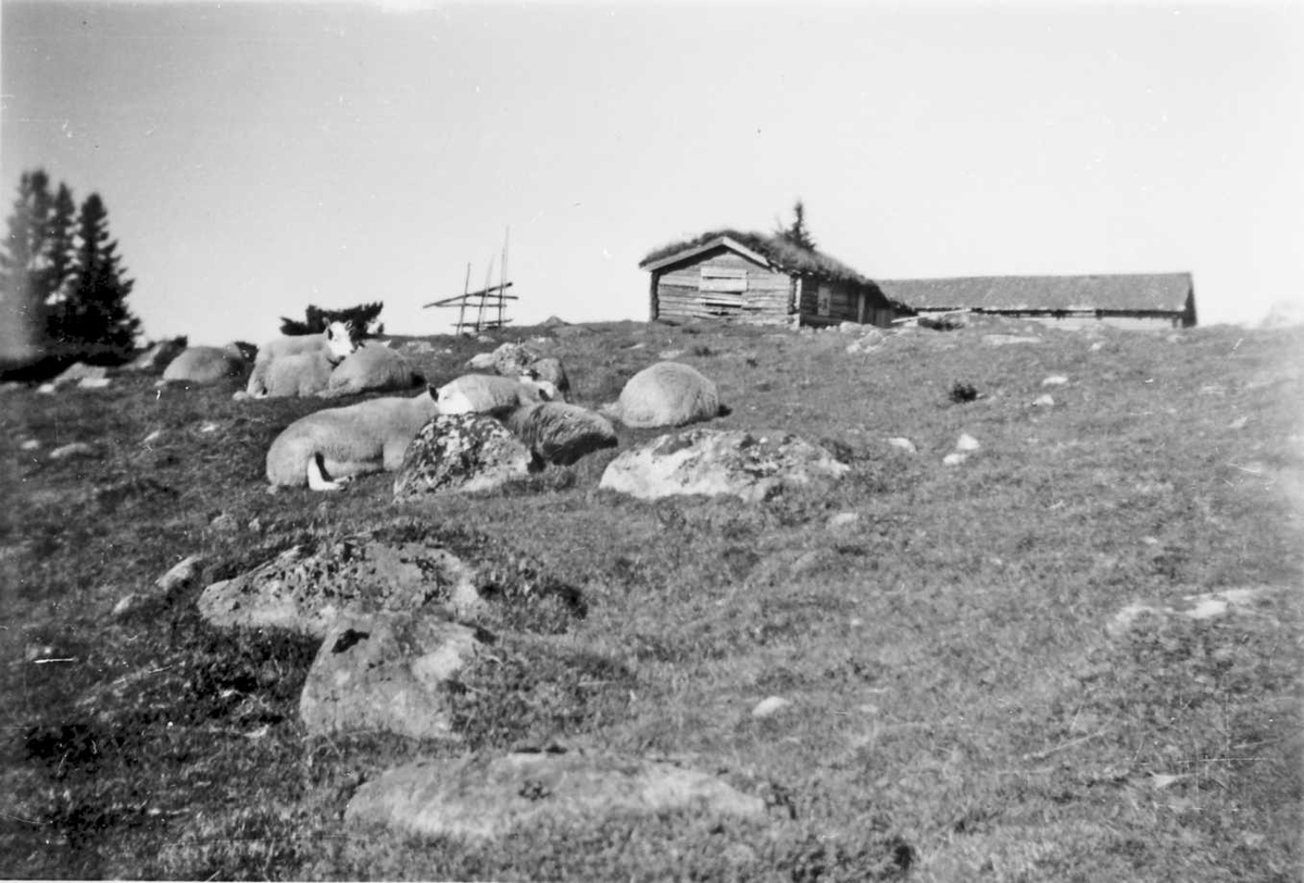 Rachel Haarseth, Sauer, seteranlegg.