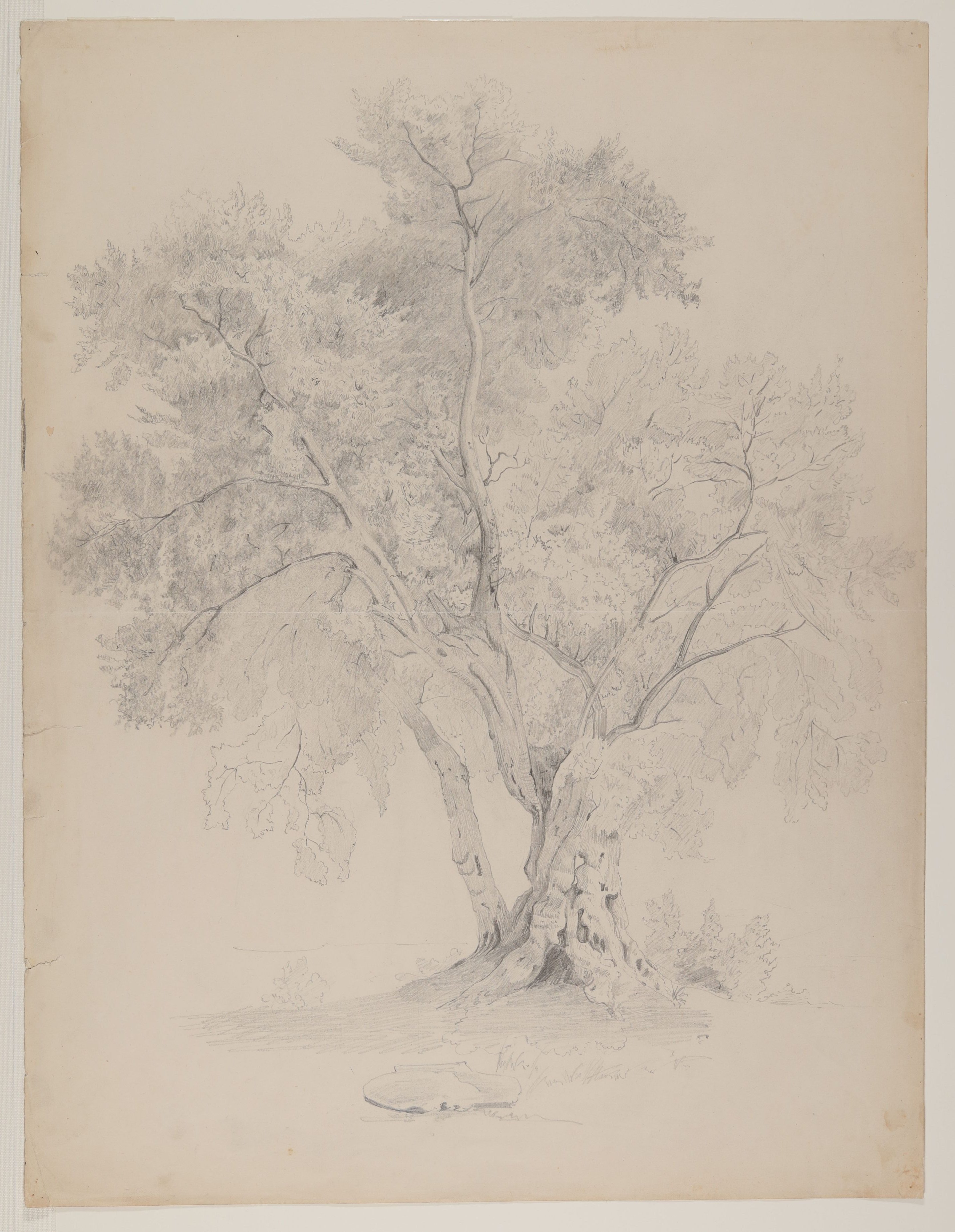 Gottlob Friedrich Konstantin von Stein, Baumstudie