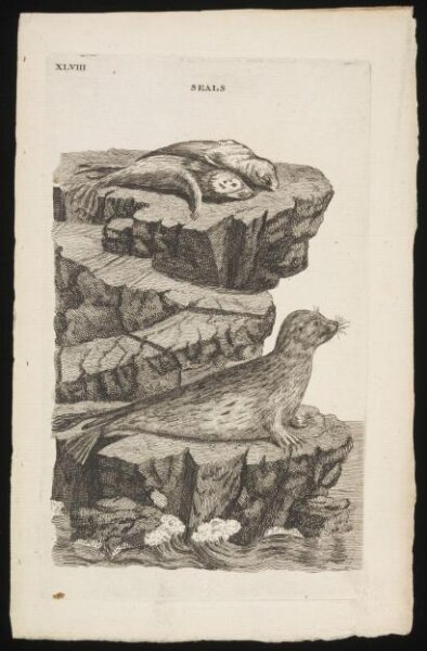 Unknown, SEALS