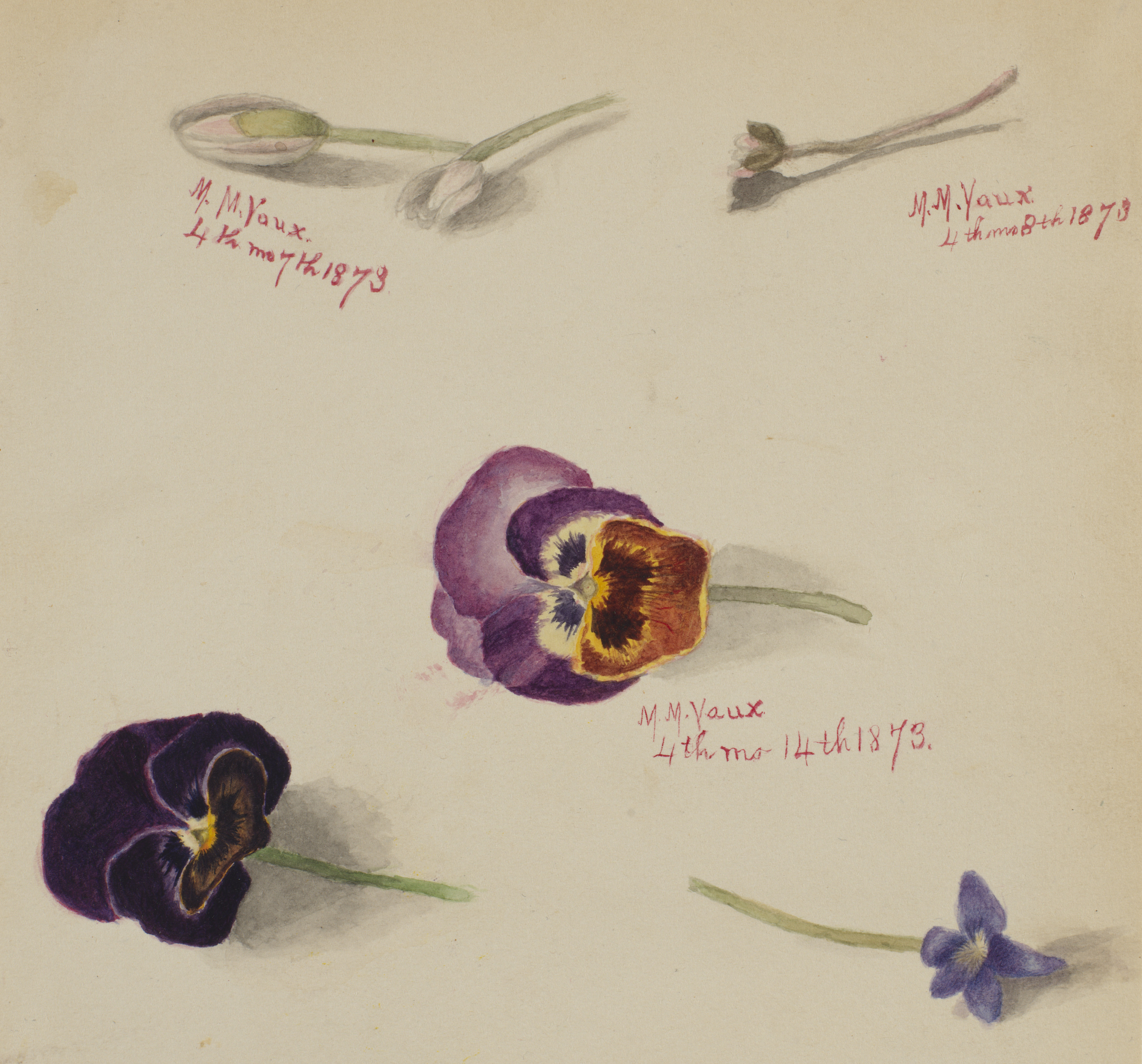 Mary Vaux Walcott, (Untitled--Flower Study)