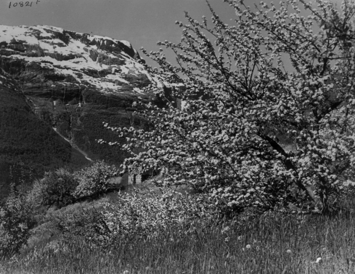 Anders Beer Wilse, Wilse original, Fruktblomstring