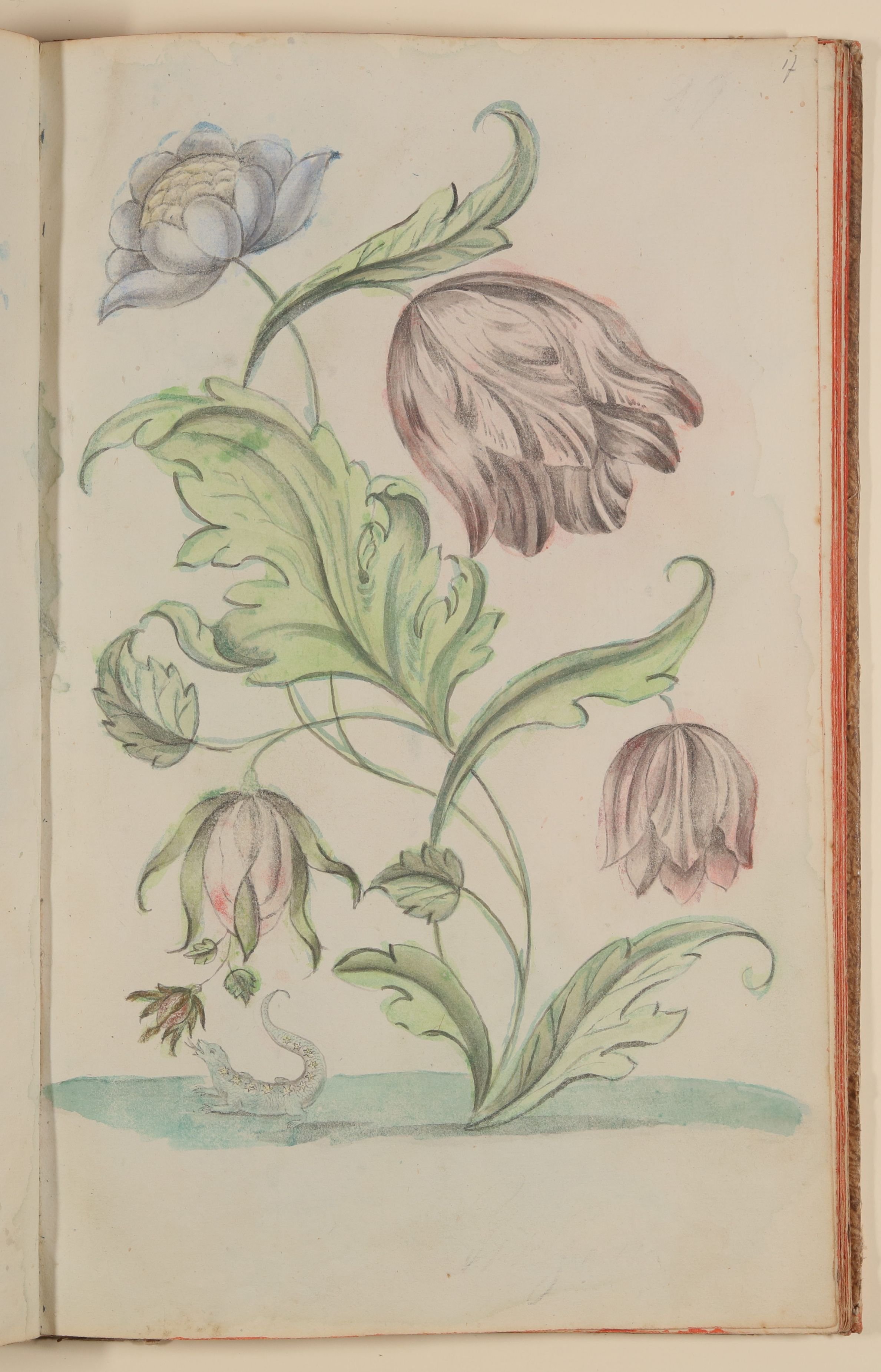 Marianne Franziska Seiffert von Klettenberg, Tulpe und kleine Eidechse [aus einem Skizzenbuch der Marianne Franziska Seiffert von Klettenberg]
