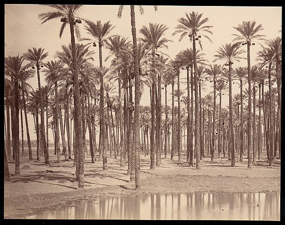 Unknown, Temple de Cathers a Saqqarah