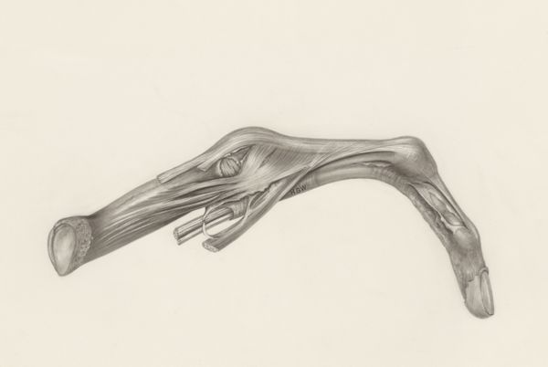 H.G Wetselaar, Muscular tissue of a mammal's finger