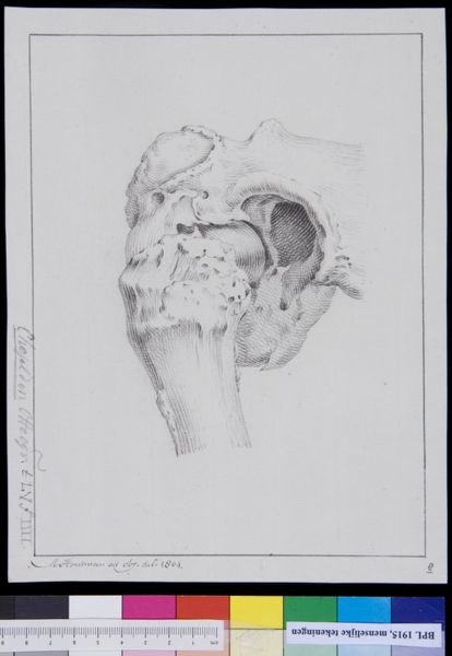 M Houtman, Shoulder
