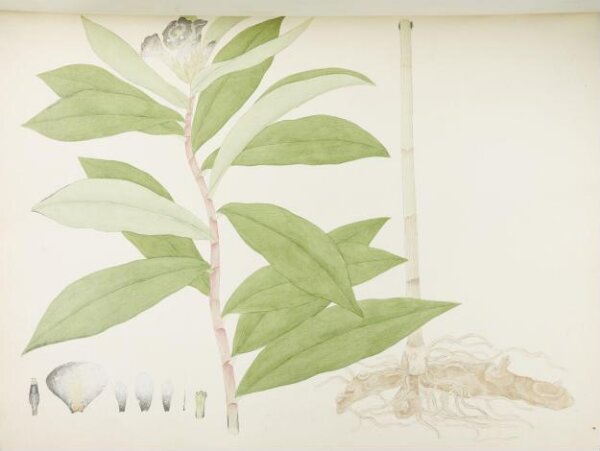 unknown, Flowers and Fruits