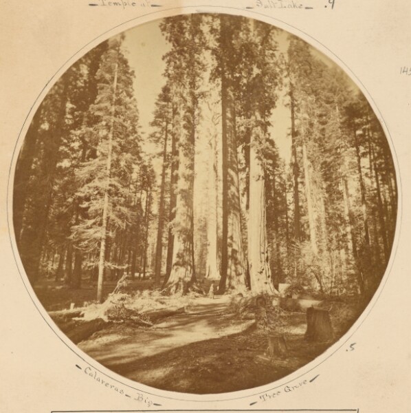 Carleton Watkins, The Mother of the Forest, seen through Terrey Group, Calaveras Grove