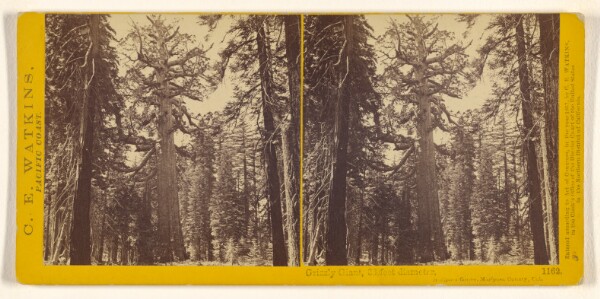 Carleton Watkins, Grizzly Giant, 33 feet diameter, Mariposa Grove, Mariposa County, Cal.