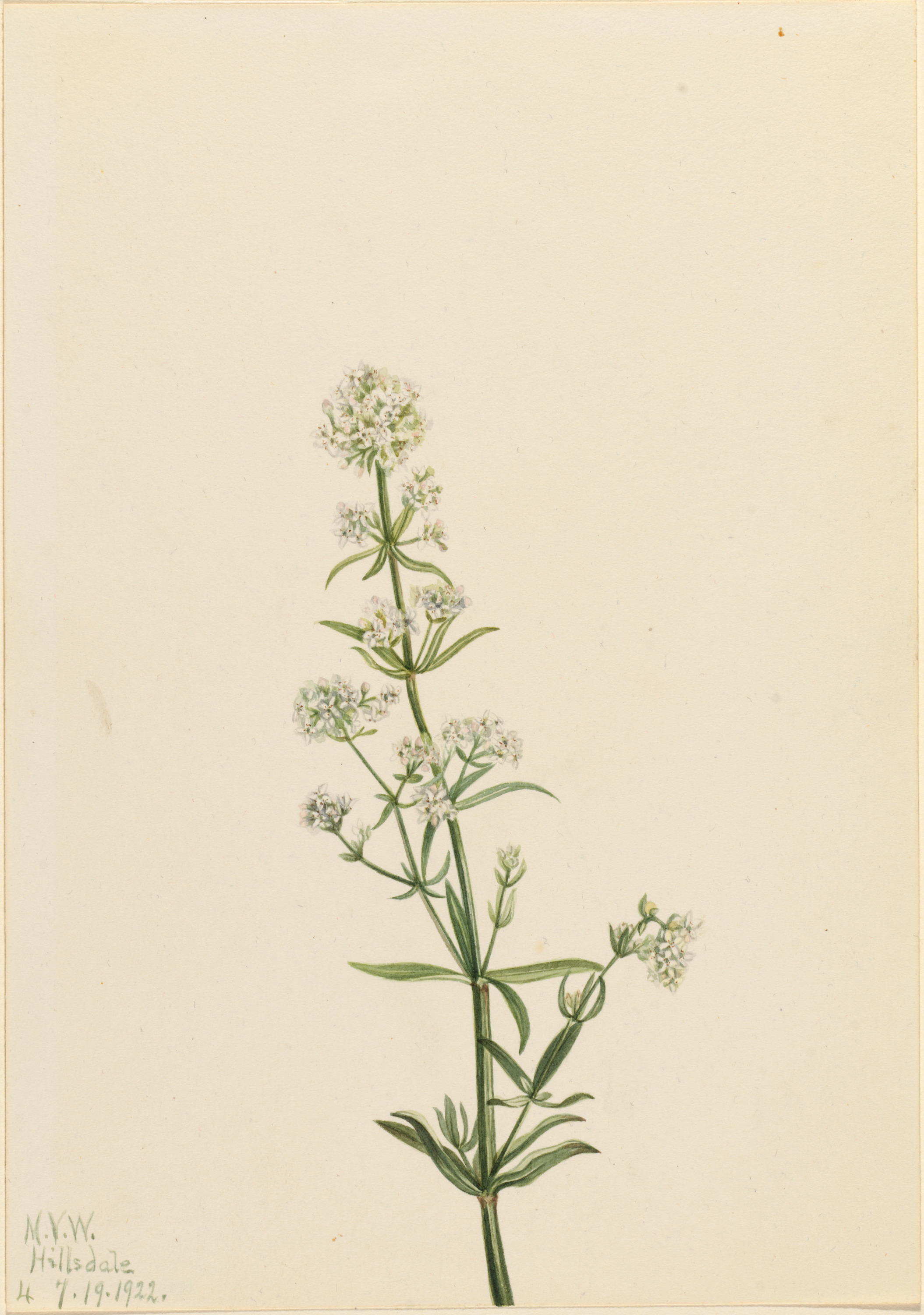 Mary Vaux Walcott, Northern Bedstraw (Galium boreale)