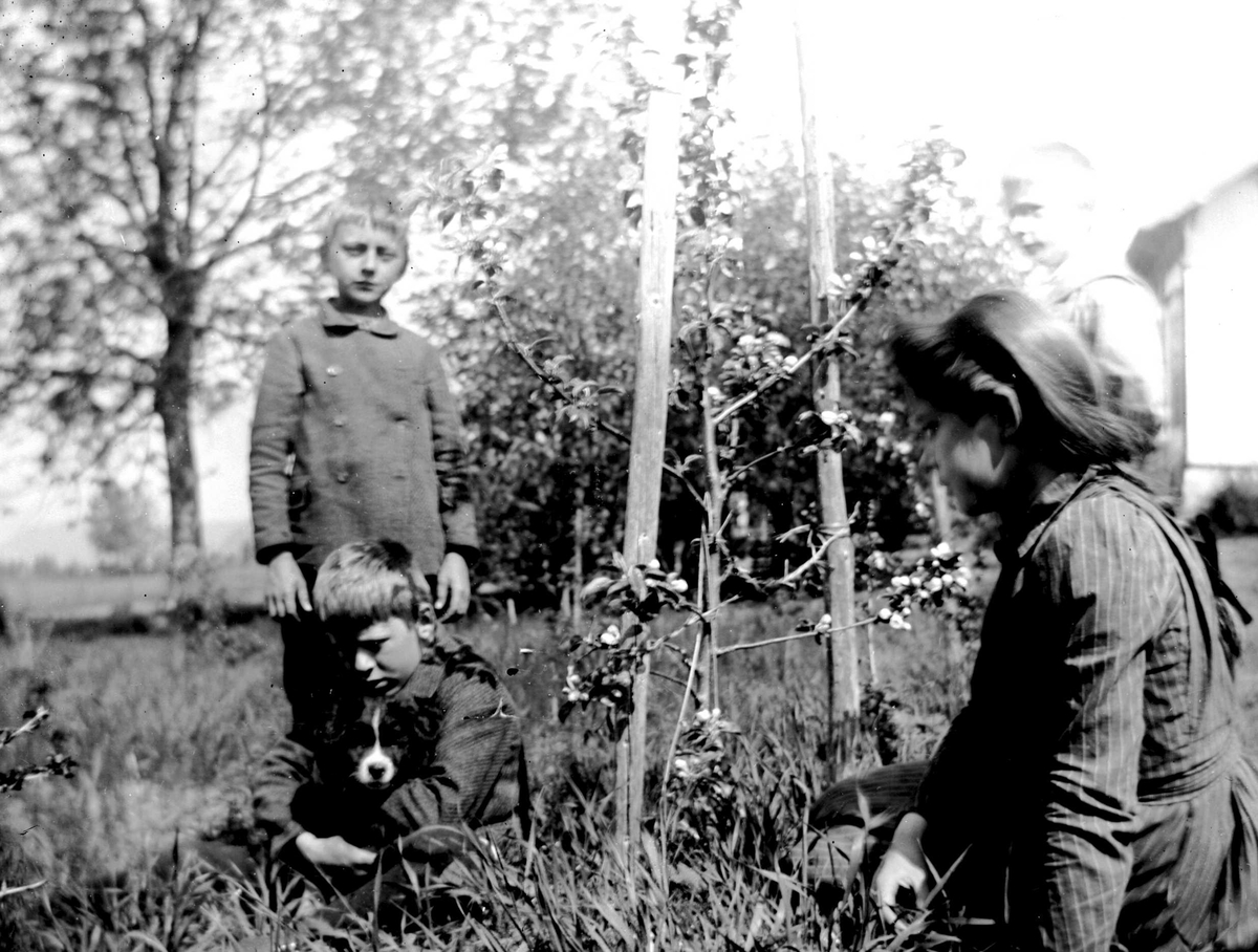 Juliane Fredrikke Langberg, Portrett av 4 barn med hund i hage med frukttrær. Fra v. Kristofer og Olaf Holm, foran t.h. Emily Holm, barn av soknepresten i Hurum (1897-1904), Olaf A. Holm, gift med fotografens søster Louise. Ant. fra prestegården. Fra malerinne Juliane Fredrikke Langbergs (1856-1930) samling, tatt ca.1895-1910…