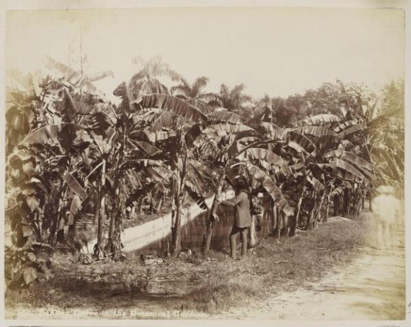 Unknown, Photograph